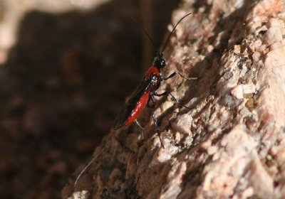 Atanycolus Braconid Wasp species