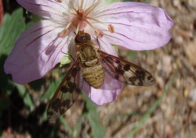 Dipalta serpentina; Bee Fly species 