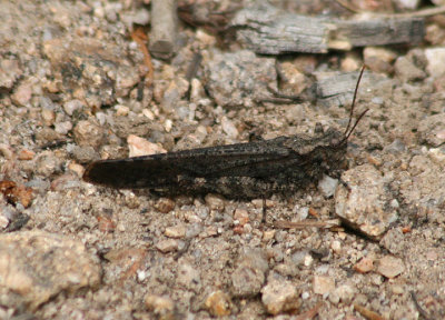Circotettix rabula; Wrangler Grasshopper