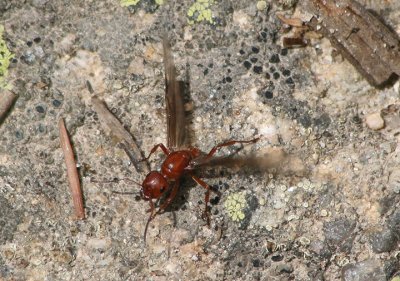 Formica rufa group; Wood Ant species