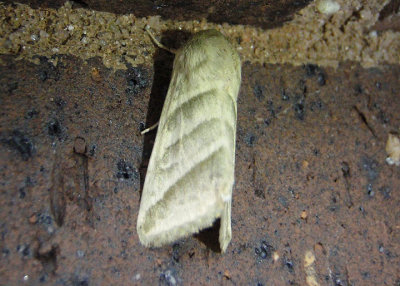 11071 - Heliothis virescens; Tobacco Budworm Moth 