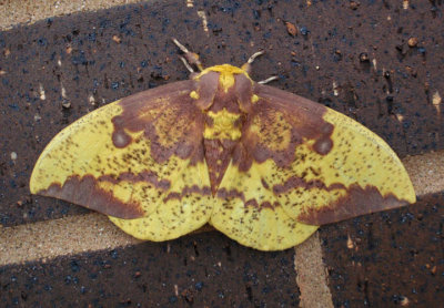 7704 - Eacles imperialis; Imperial Moth; male