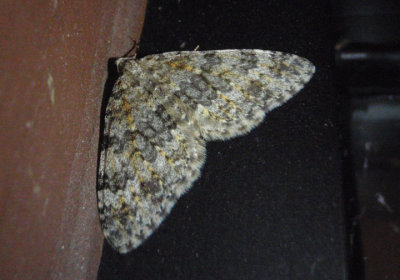 7301 - Entephria multivagata; Geometrid Moth species