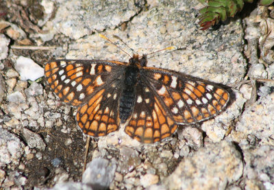 Euphydryas anicia; Anicia Checkerspot