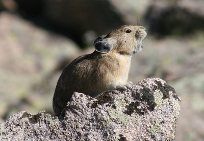 Pika 