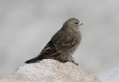 Brown-capped Rosy-Finch; immature