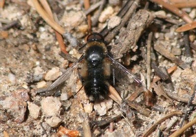 Villa Bee Fly species