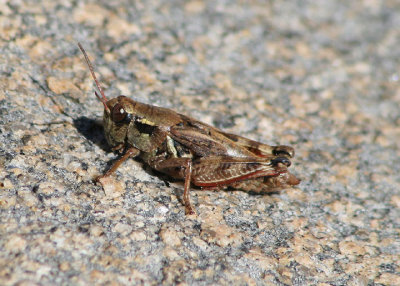 Melanoplus dodgei; Dodge's Short-wing Grasshopper; female