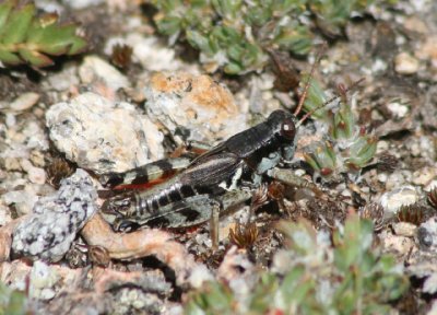 Melanoplus dodgei; Dodge's Short-wing Grasshopper; male