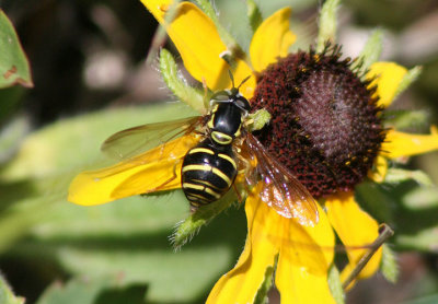 Chrysotoxum Syrphid Fly species