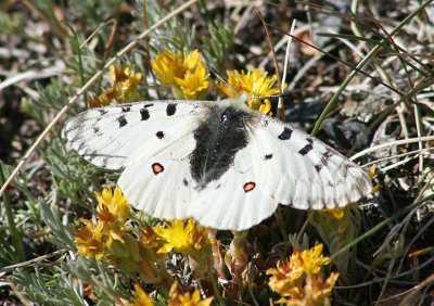 Parnassius smintheus; Rocky Mountain Parnassian; male