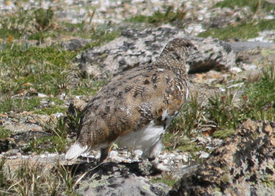 White-tailed Ptarmigan; breeding male