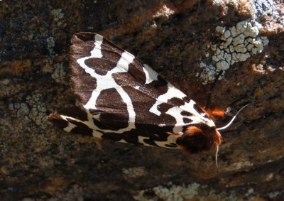 8166 - Arctia caja; Great Tiger Moth