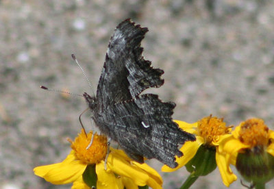 Polygonia gracilis; Hoary Comma