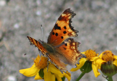 Polygonia gracilis; Hoary Comma