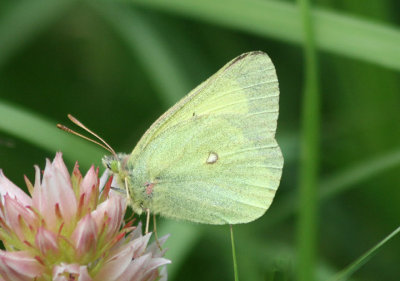 Colias scudderi; Scudder's Sulphur; male