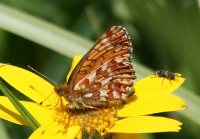 Boloria chariclea; Arctic Fritillary