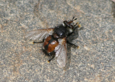 Peleteria Tachinid Fly species