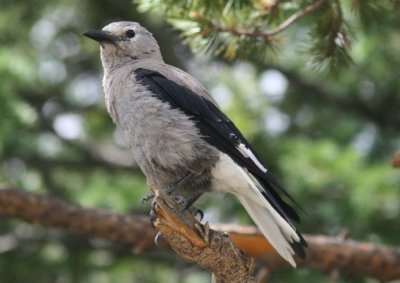 Clark's Nutcracker