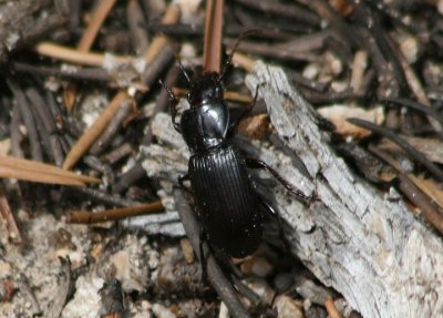 Pterostichus Woodland Ground Beetle species