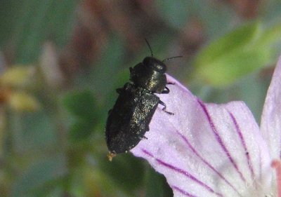 Melanthaxia Metallic Wood-boring Beetle species