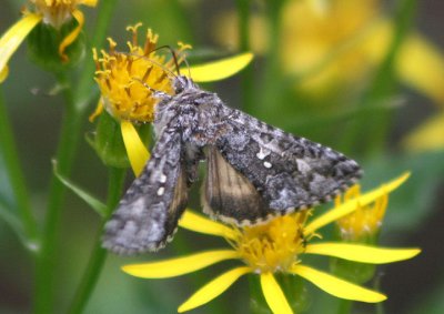 8943 - Syngrapha angulidens; Owlet Moth species