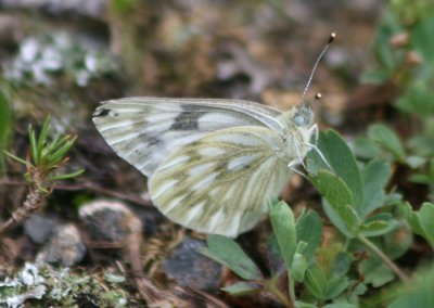 Pontia occidentalis; Western White; female