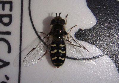Scaeva pyrastri; Syrphid Fly species