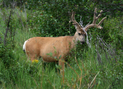 Mule Deer; buck