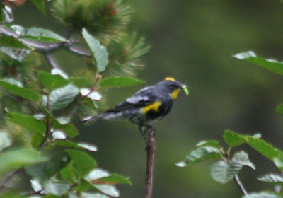 Yellow-rumped Audubon's Warbler; breeding male