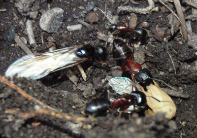 Tanaemyrmex Carpenter Ant species