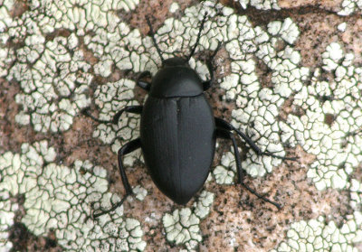 Eleodes fusiformis; Desert Skunk Beetle species
