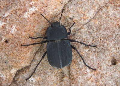 Asidopsis opaca; Darkling Beetle species