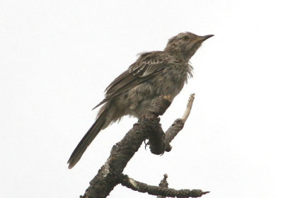 Sage Thrasher; immature