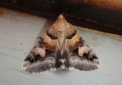 8628 - Drasteria pallescens; Noctuid Moth species