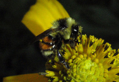 Bombus huntii; Hunt's Bumble Bee