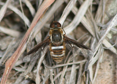Exoprosopa dodrina; Bee Fly species