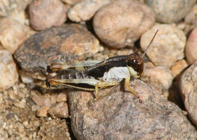Melanoplus keeleri; Keelers Spur-throated Grasshopper nymph