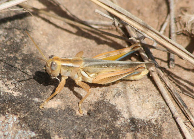 Melanoplus packardii; Packard's Grasshopper; male