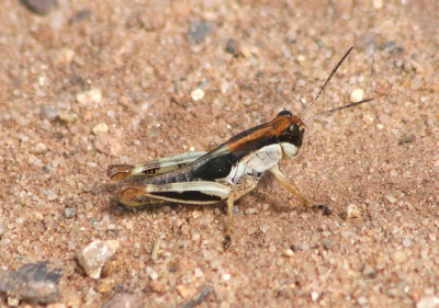 Melanoplus keeleri; Keeler's Spur-throated Grasshopper nymph