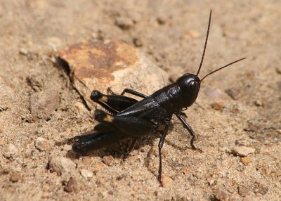 Boopedon nubilum; Ebony Grasshopper; male