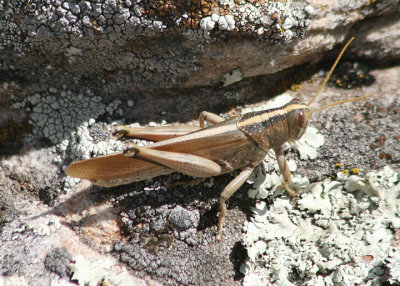 Schistocerca lineata; Spotted Bird Grasshopper; female