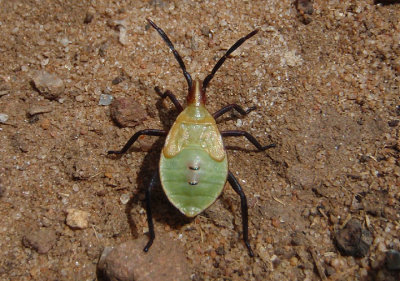 Chelinidea vittiger; Cactus Coreid nymph