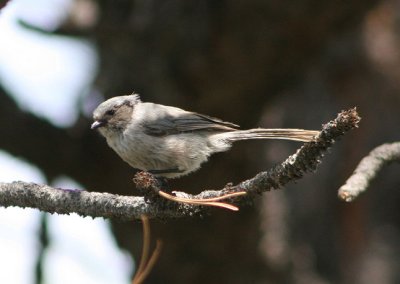 Bushtit