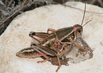Brachystola magna; Plains Lubber Grasshopper