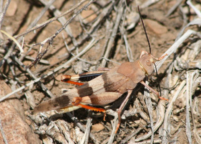 Hadrotettix trifasciatus; Three-banded Grasshopper