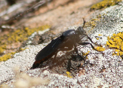 Ospriocerus Robber Fly species