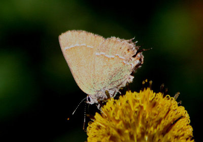 Callophrys gryneus siva; Siva Juniper Hairstreak