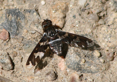 Exoprosopa dorcadion; Bee Fly species