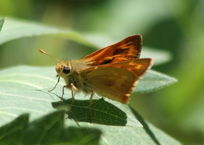 Ochlodes sylvanoides; Woodland Skipper; male